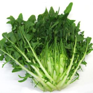 Cicoria di campo 