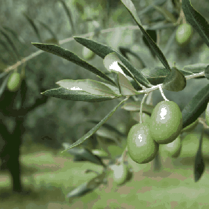 Olivo