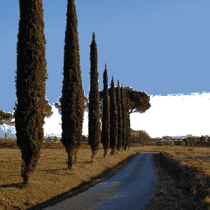 Cipresso