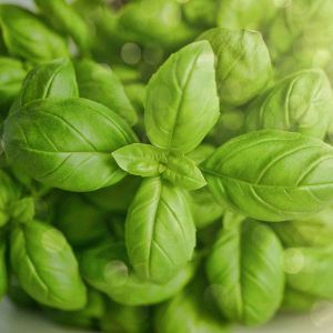Basilico Vaschetta 100gr