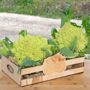Broccolo Romano