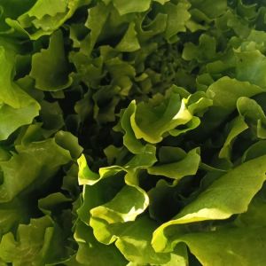  Insalata Scarola 