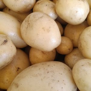 Patate novelle 1Kg