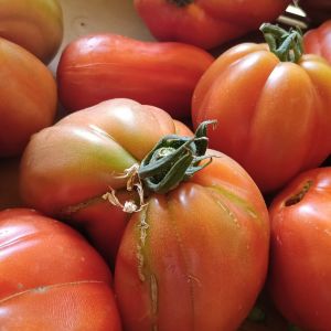 Pomodori Cuore di Bue 1Kg