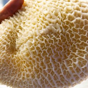 Trippa Angus Grassfed (Cod.002)