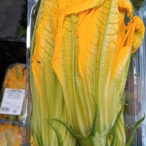 Fiori di zucca (10x)