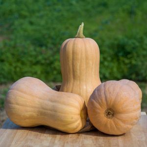 Zucca Butternut